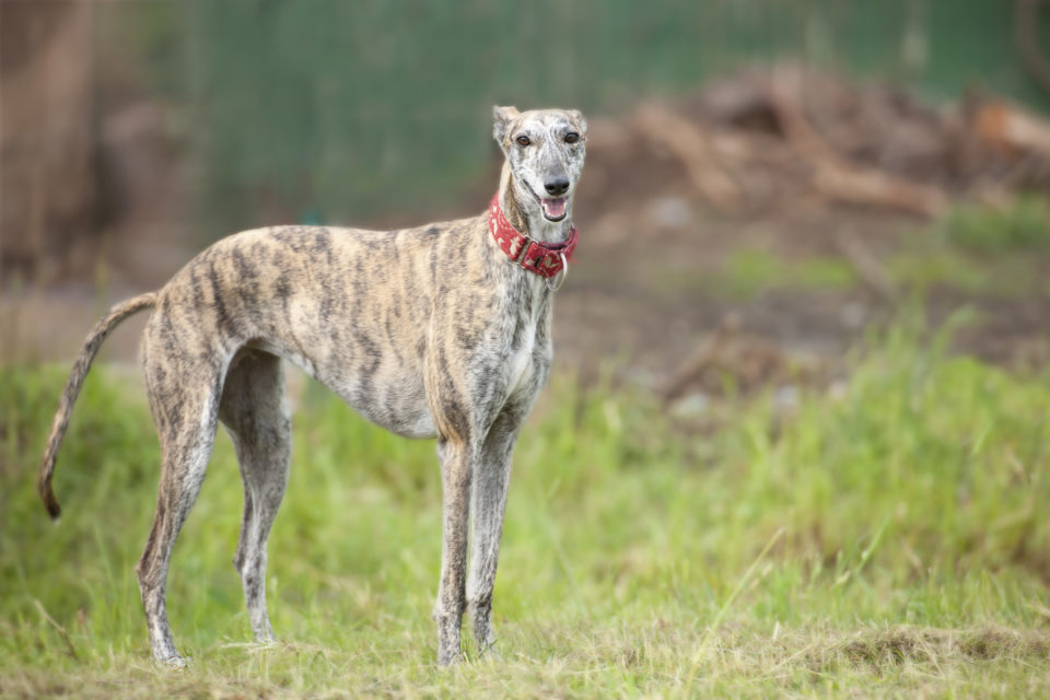 190503_Hundespass_4356