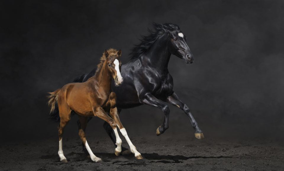 170428_Pferdefotografie_3111.jpg Pferdefotografie im Studio