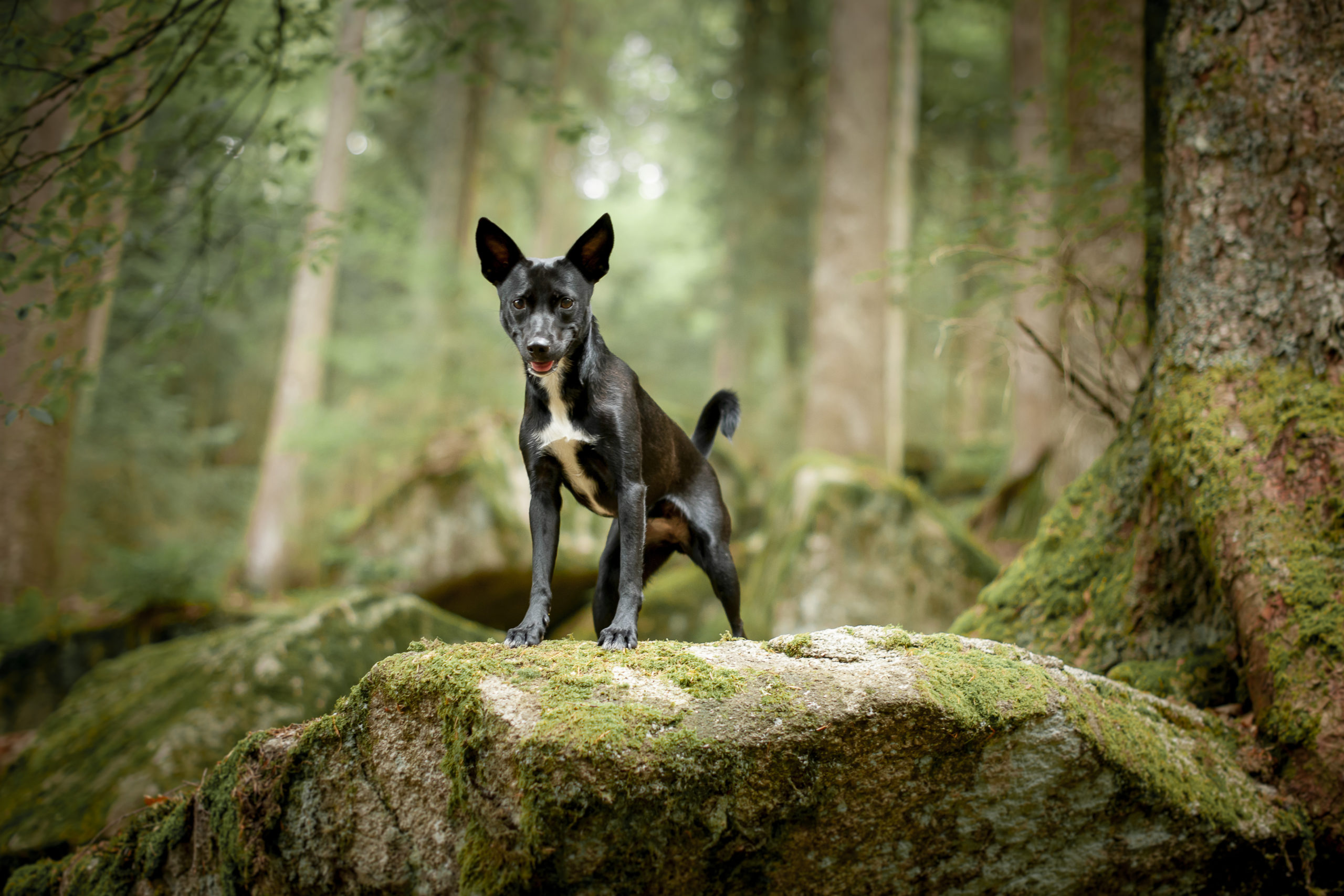 Hunde im Schwarzwald